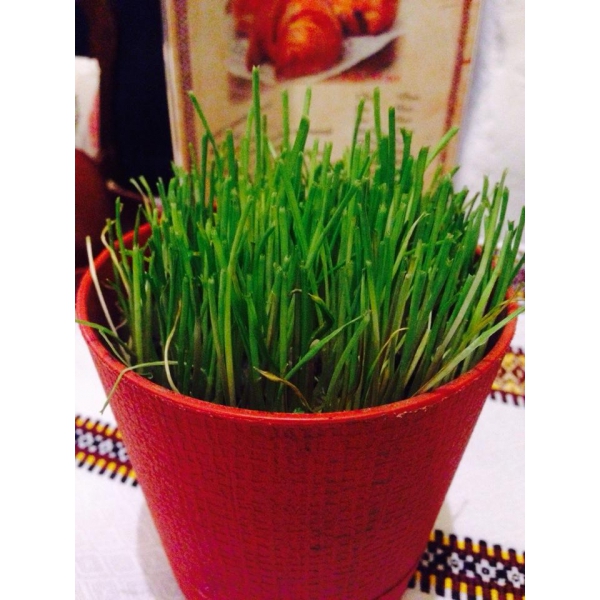 Ресторанный сервис бронирования столиков menu-rest.com - Интерьер ресторана "Тарас Бульба"