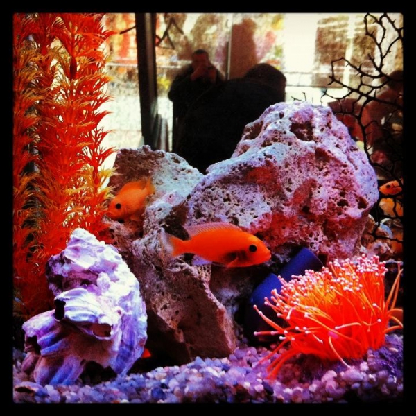 Ресторанный сервис бронирования столиков menu-rest.com - Интерьер ресторана "Нияма"