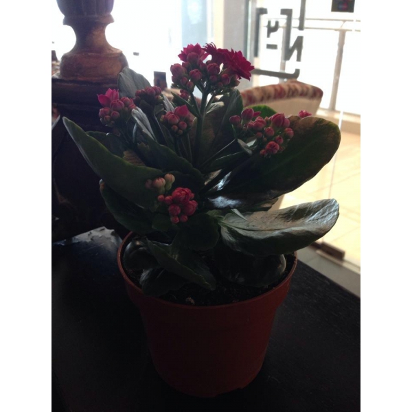 Ресторанный сервис бронирования столиков menu-rest.com - Интерьер ресторана "Чайхона №1"