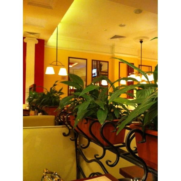 Ресторанный сервис бронирования столиков menu-rest.com - Интерьер ресторана "IL Патио"