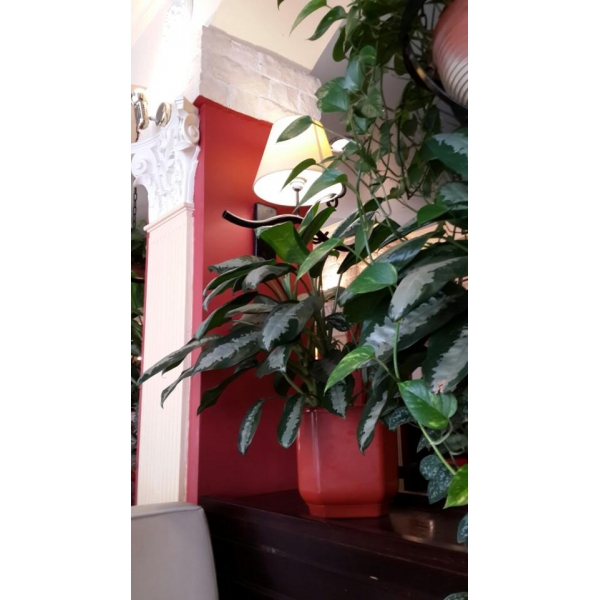 Ресторанный сервис бронирования столиков menu-rest.com - Интерьер ресторана "IL Патио"