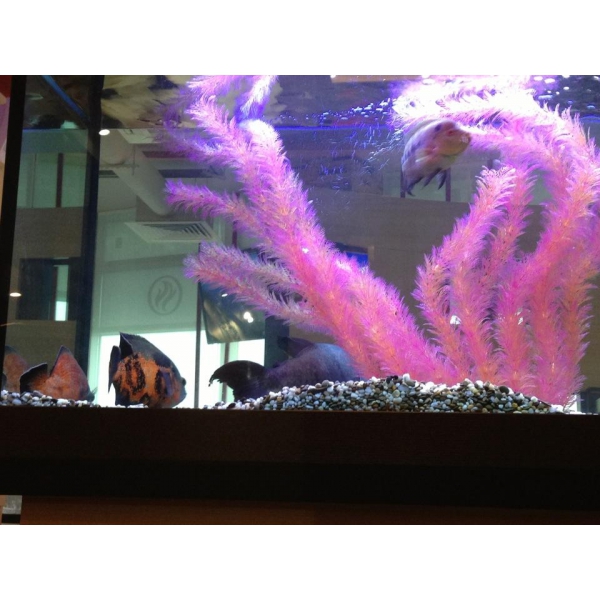 Ресторанный сервис бронирования столиков menu-rest.com - Интерьер ресторана "Планета Суши"