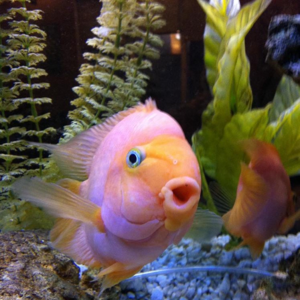 Ресторанный сервис бронирования столиков menu-rest.com - Интерьер ресторана "Якитория"