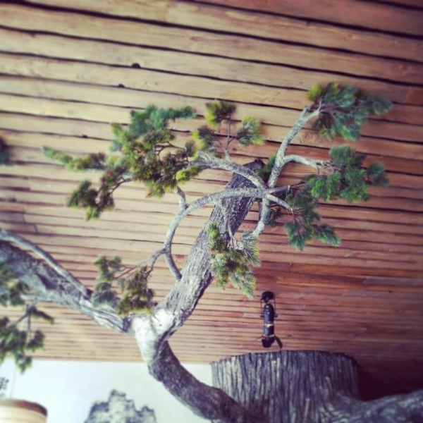 Ресторанный сервис бронирования столиков menu-rest.com - Интерьер ресторана "Тануки"